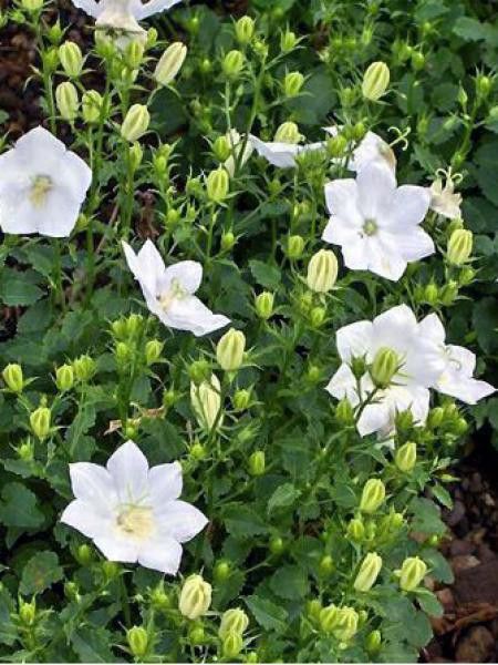 Campanule des Carpates 'Weisse Clips'