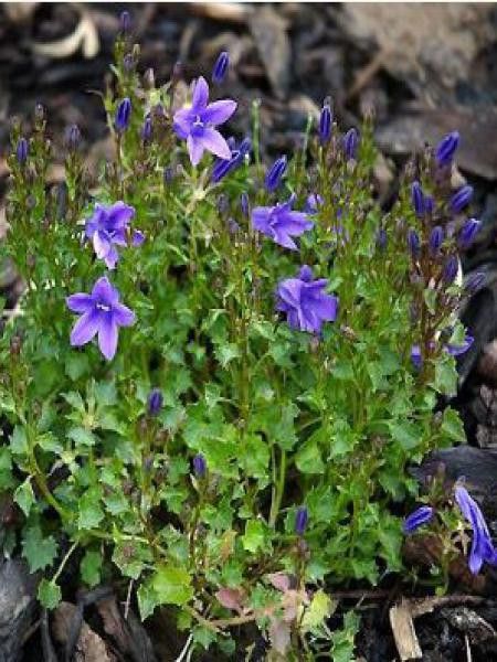 Campanule des murailles