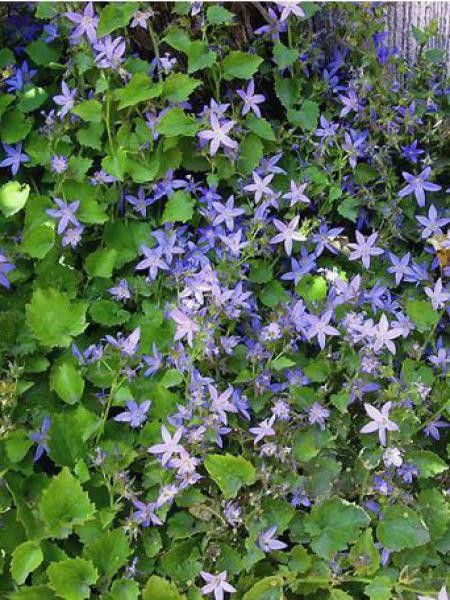 Campanule des murets 'Baluranke'