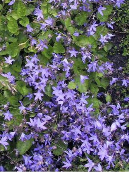 Campanule des murets