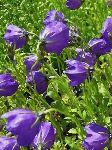 Campanule 'G.F. Wilson'