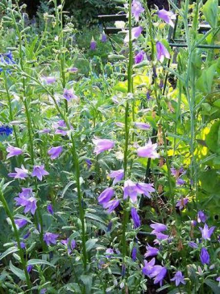 Campanule 'Lavender Blue'