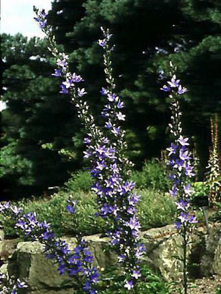 Campanule pyramidale