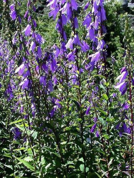 Campanule rapunculoîdes