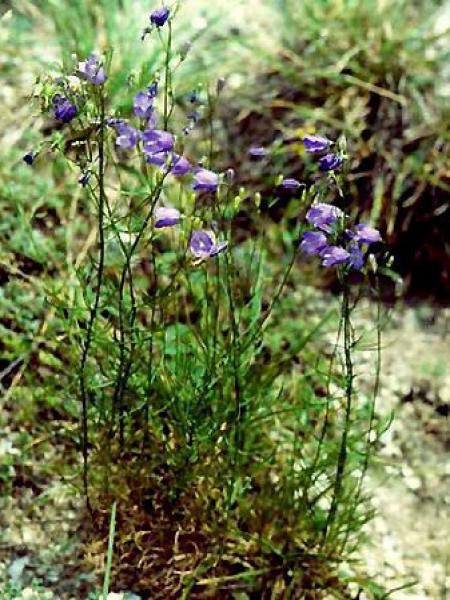 Campanule rotundifolia