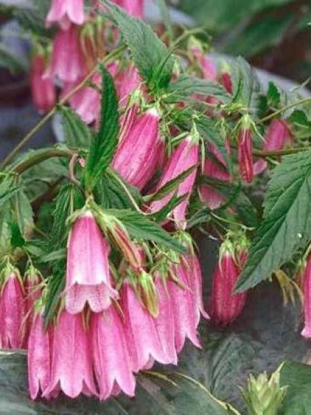 Campanule 'Rubriflora'