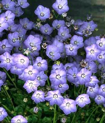Campanule 'Samantha'