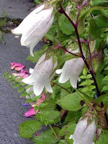 Campanule takesimana 'Alba'