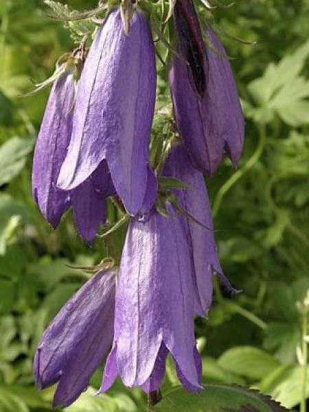 Campanule takesimana 'Sarastro'