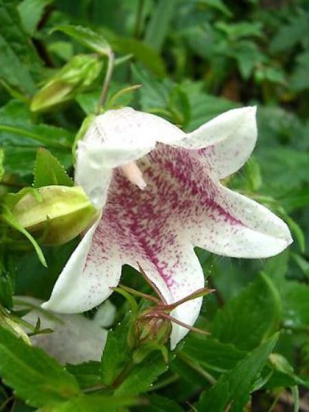 Campanule takesimana