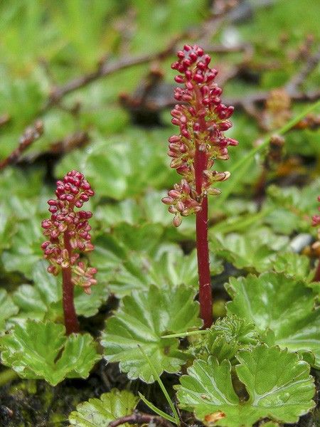 Campos des lages magellanica