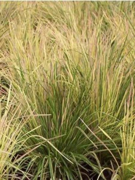 Canche cespiteuse 'Goldtau'