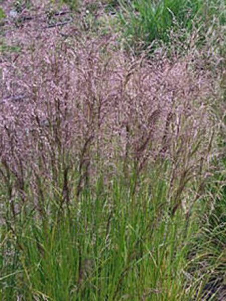 Canche cespiteuse 'Pixie Fountain'