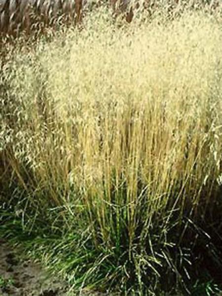 Canche cespiteuse 'Schottland'