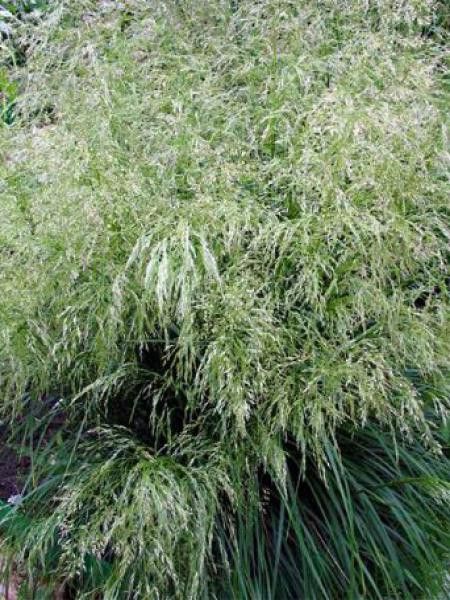 Canche cespiteuse 'Tardiflora'