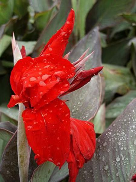 Canna  'Black Knight'
