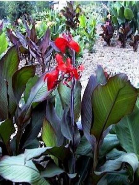 Canna BLACK KNIGHT – Bulbe De Fleur Vivace Rouge Intense – 1 Pièce – Idéal Jardin Et Décoration Extérieure