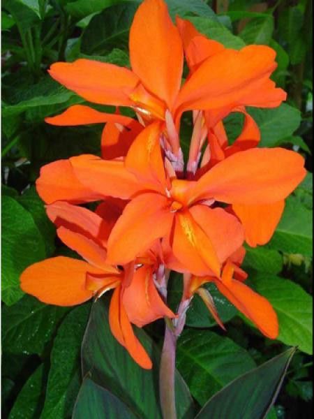 Canna Indica 'Brown Leaf Verdi'