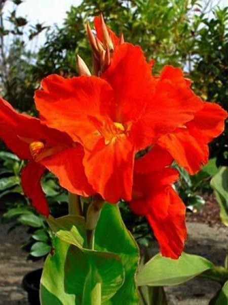 Canna Indica 'Green Leaf The Président'