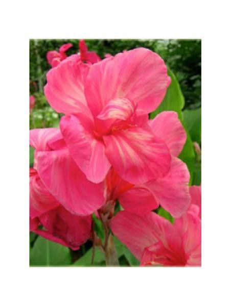 Canna  'Indica orchid'