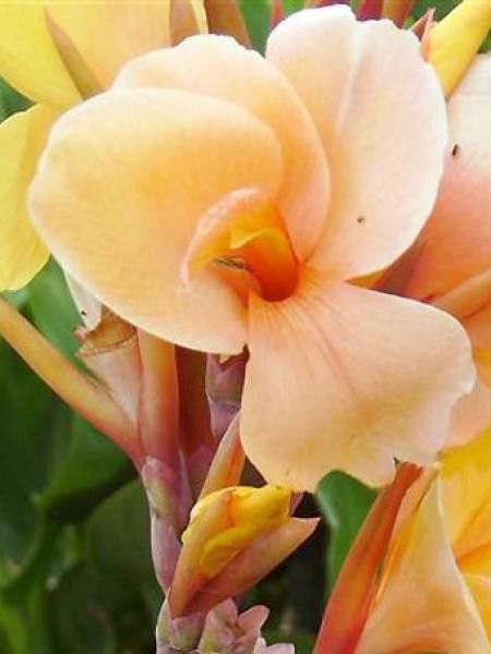 Canna  'Louis Cottin'