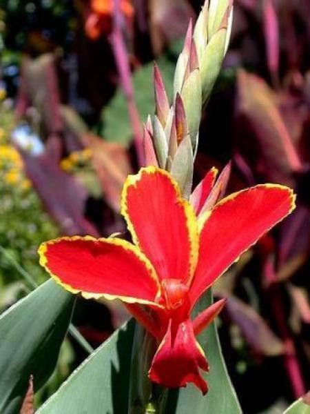 Canna  'Lucifer'