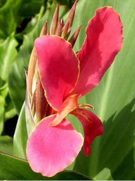 Canna  'Perkeo'