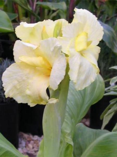 Canna  'Puck'