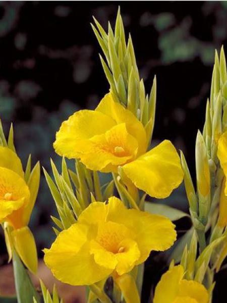 Canna  'Soleil d'Or'
