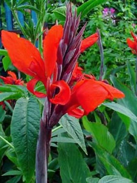 Canna  'Strasbourg'