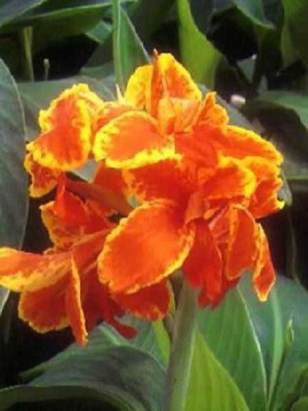 Canna  'Taroudant'