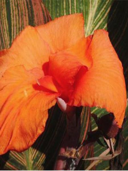 Canna  'Tropicana'