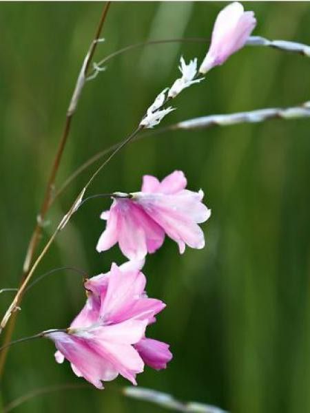 Canne à pêche des anges