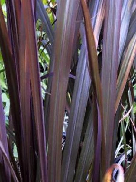 Canne à sucre pourpre