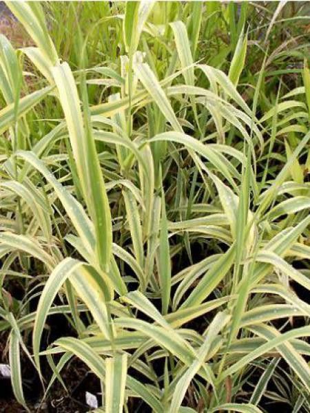 Canne de Provence 'Aureovariegata'