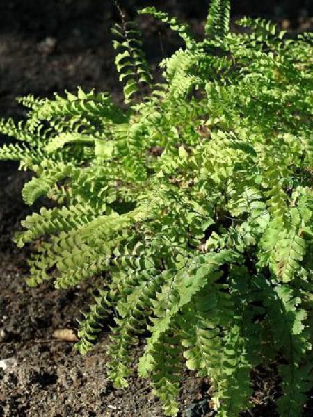 Capillaire 'Imbricatum'