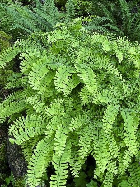 Capillaire 'Miss Sharples'