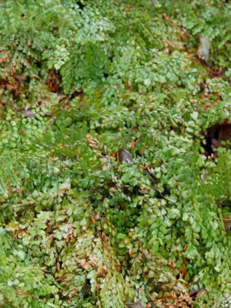 Capillare élégante, capillaire chinoise