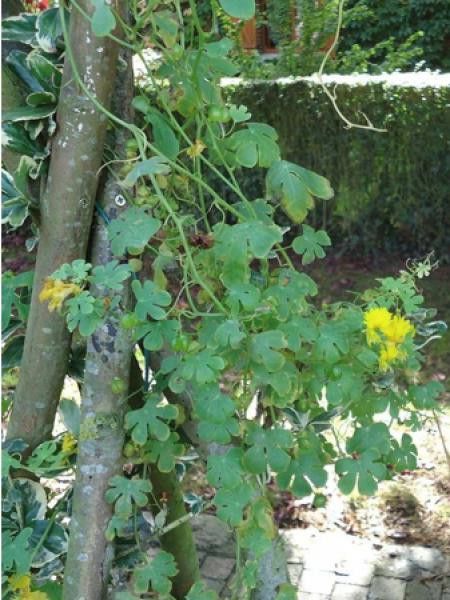 Capucine  des Canaries