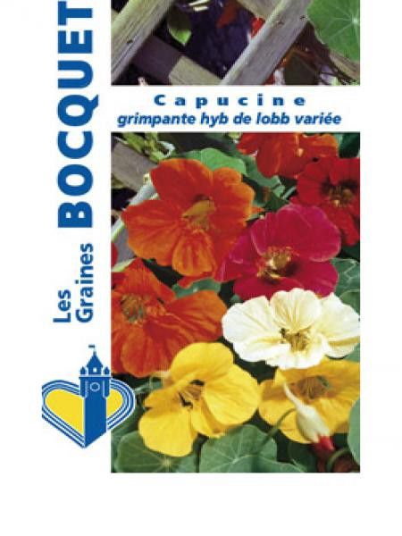 Capucine hybride de Lobb varié