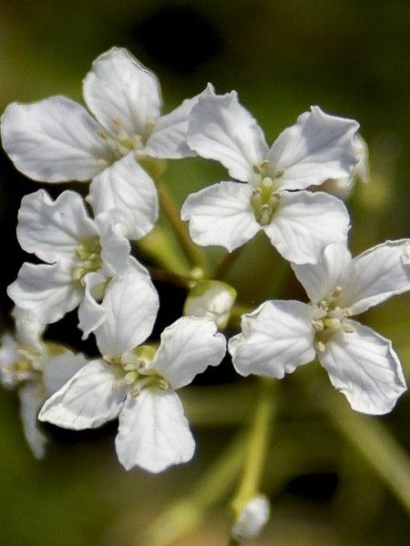 Cardamine à 3 folioles