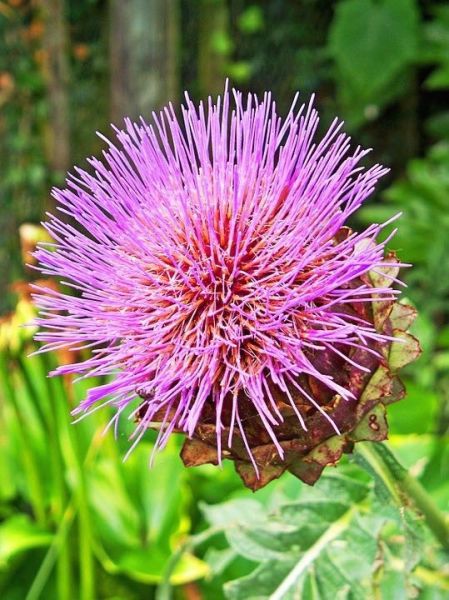 Cardon 'Rouge d'Alger'