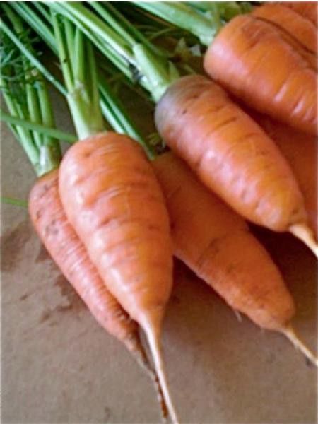Carotte 'Chantenay à Coeur Rouge'