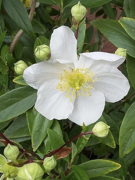 Carpenteria de Californie