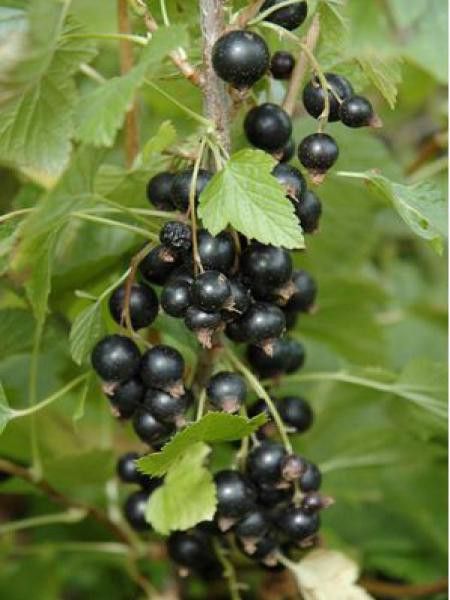 Cassissier 'Ben Nevis'