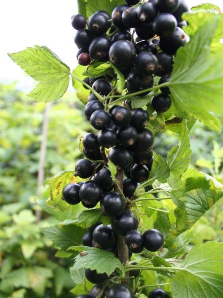 Cassissier 'Noiroma®'