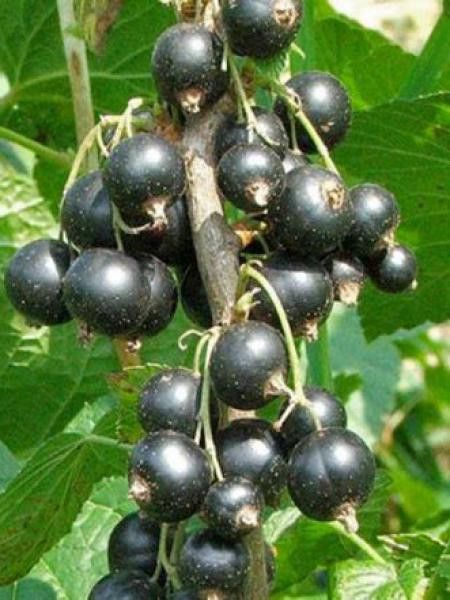 Cassissier 'Wellington XXX'