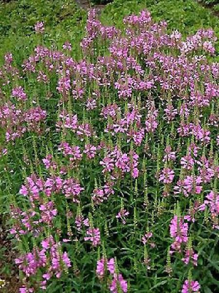 Cataleptique 'Bouquet Rose'