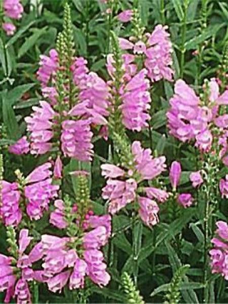 Cataleptique 'Red Beauty'