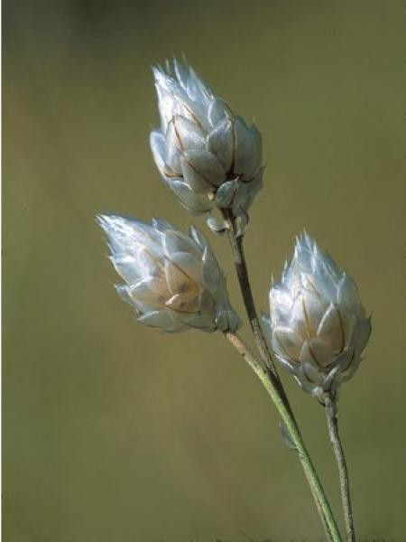 Catananche caerulea 'Alba'
